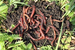 composting - worms.jpg