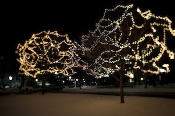 Quad winter lights on trees.jpg