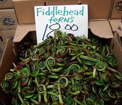 Fiddlehead ferns.jpg